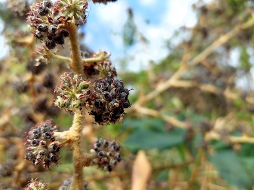 Tetrapanax papyrifer