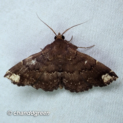 Adrapsa quadrilinealis