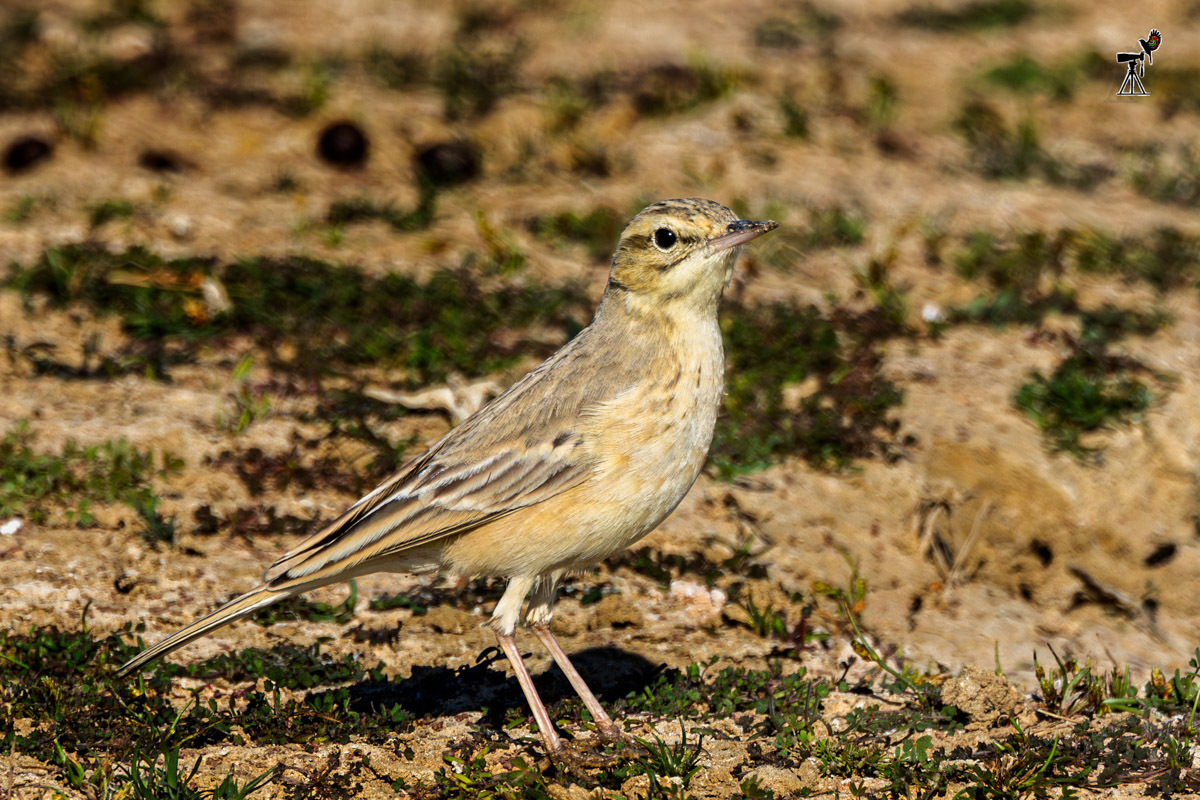 Tawny Pipit (Anthus campestris)