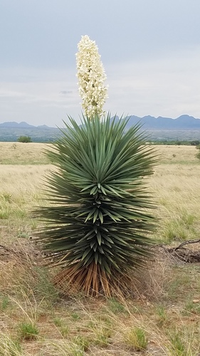 Yucca madrensis