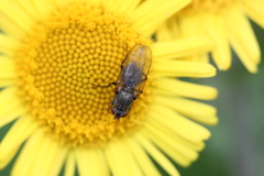 Anthomyiidae
