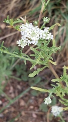 Lepidium thurberi