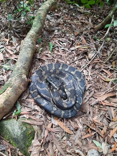 Coastal Carpet Python sighting