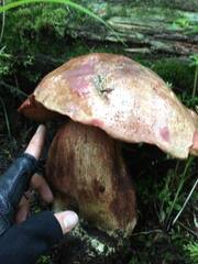 Boletus michoacanus