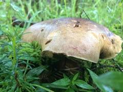 Boletus michoacanus