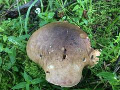 Boletus michoacanus
