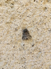 Thaumetopoea processionea