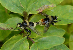 Laphria asturina