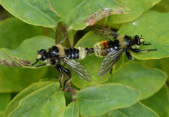 Laphria asturina