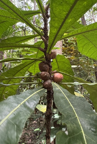 Ficus observed 2025-02-10