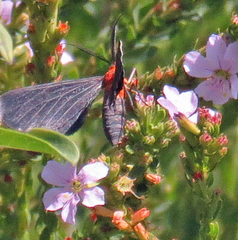 Melanchroia chephise