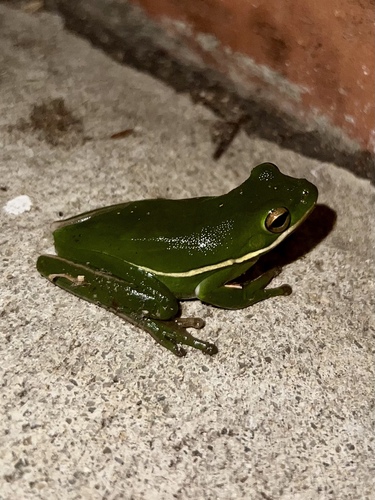 Green Treefrog, photo 10 of 10