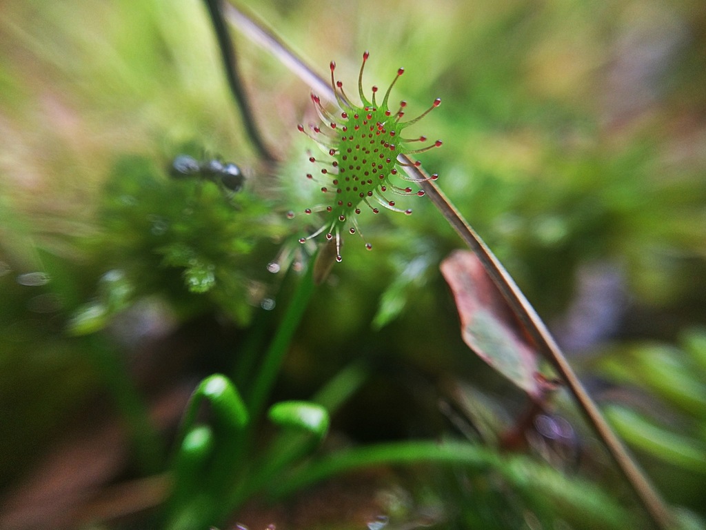 spoonleaf sundew in August 2016 by Benjamin Rosenberger · iNaturalist