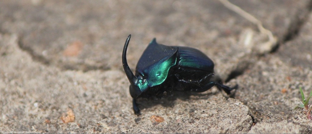 Phanaeus adonis