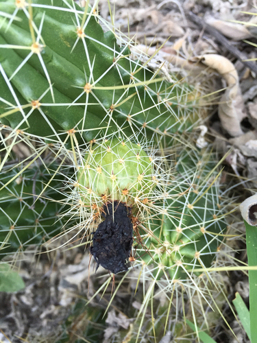 Echinocereus viereckii