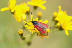 Zygaena minos