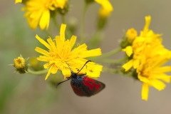 Zygaena minos