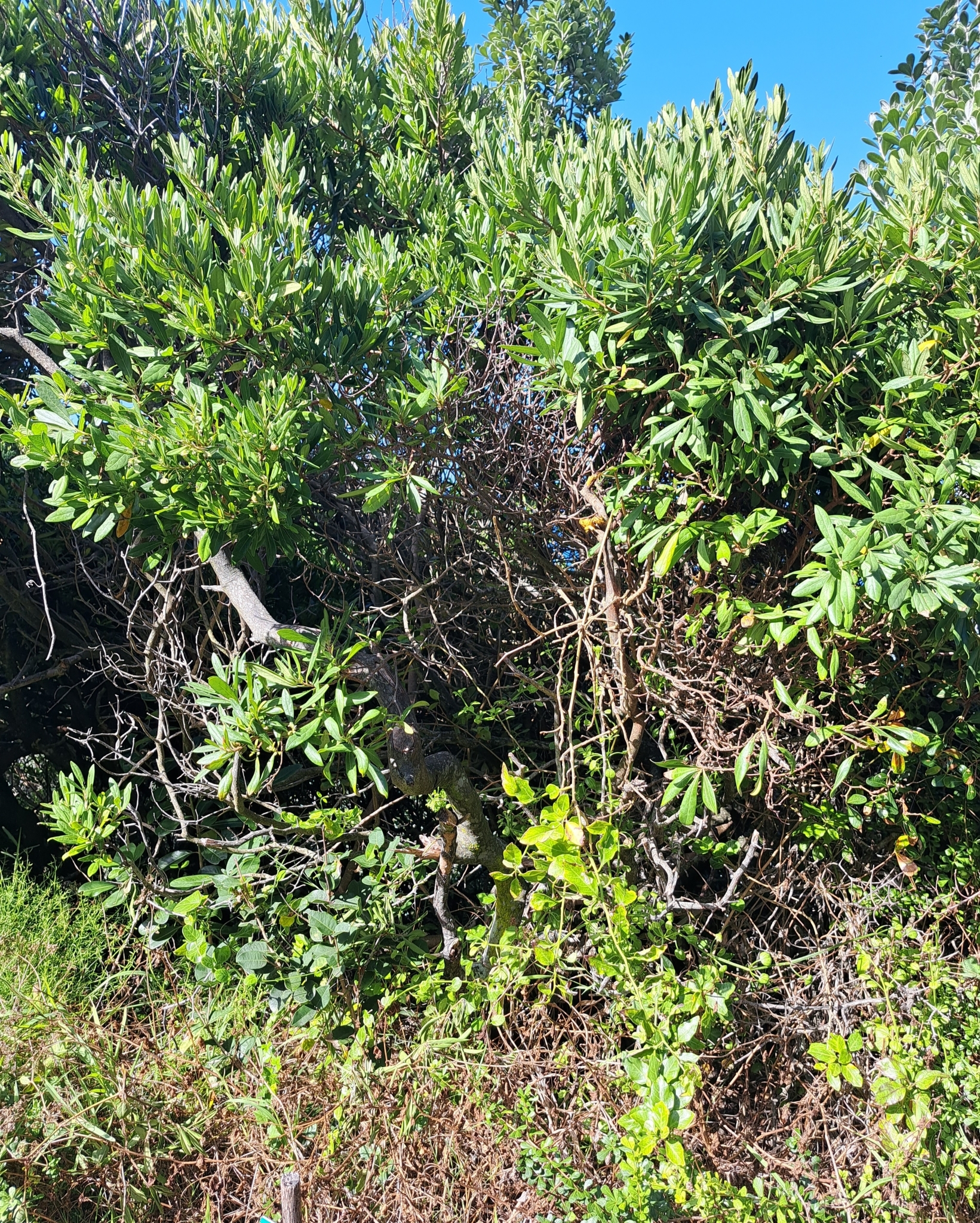 Imagem de Caqui-preto