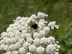 Bombus bimaculatus