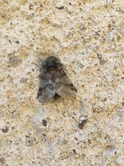 Thaumetopoea processionea