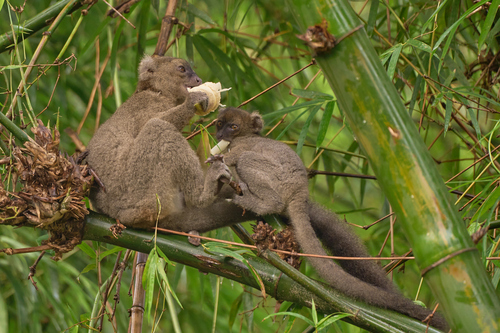 Greater Bamboo Lemur