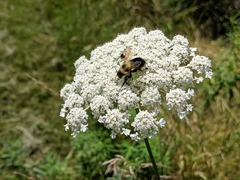 Bombus bimaculatus