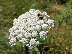 Bombus bimaculatus