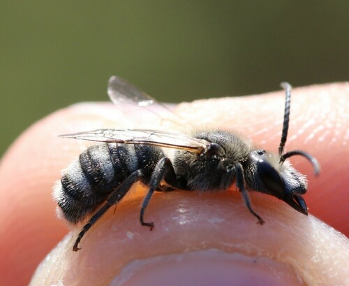 Lasioglossum albocinctum
