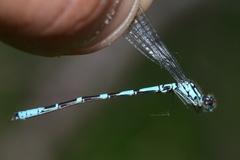 Coenagrion interrogatum