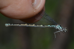 Coenagrion interrogatum