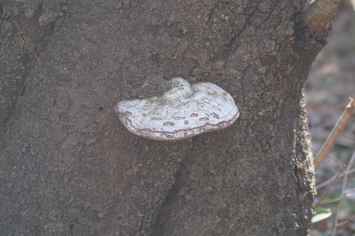 Ganoderma applanatum