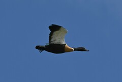 Australian Shelduck photo 5