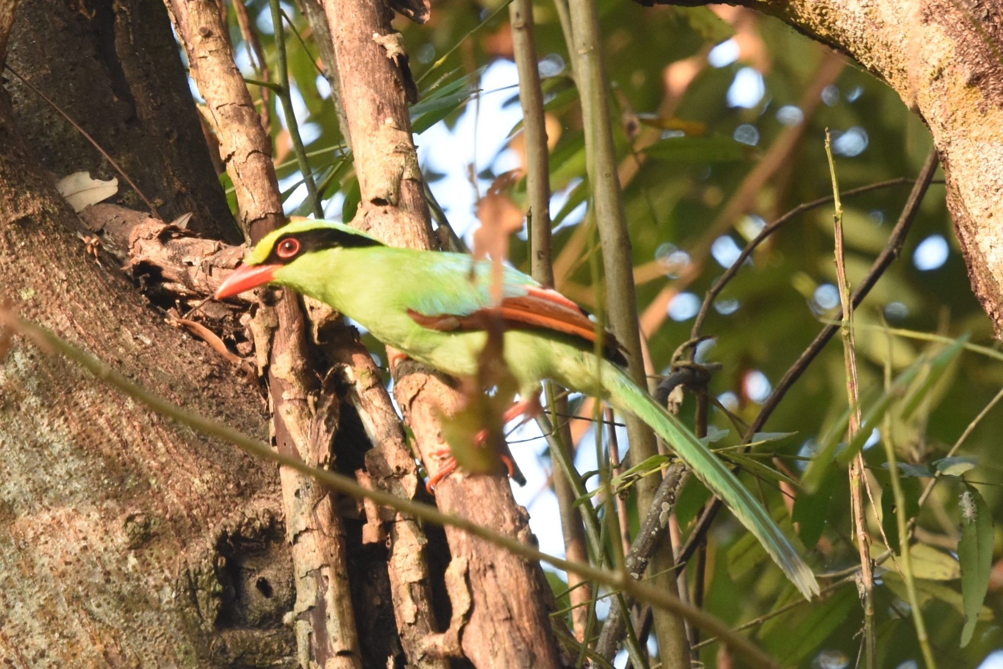 Common Green Magpie (Cissa chinensis), photo 8