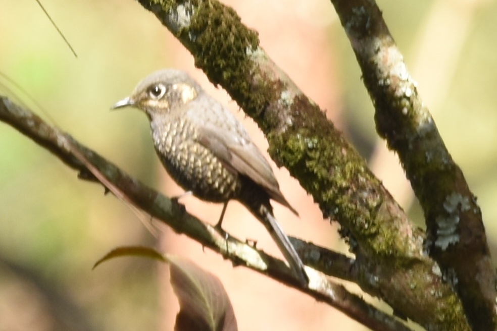 Chestnut-bellied Rock Thrush (Monticola rufiventris), photo 8