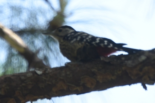 Stripe-breasted Woodpecker (Dendrocopos atratus), photo 5