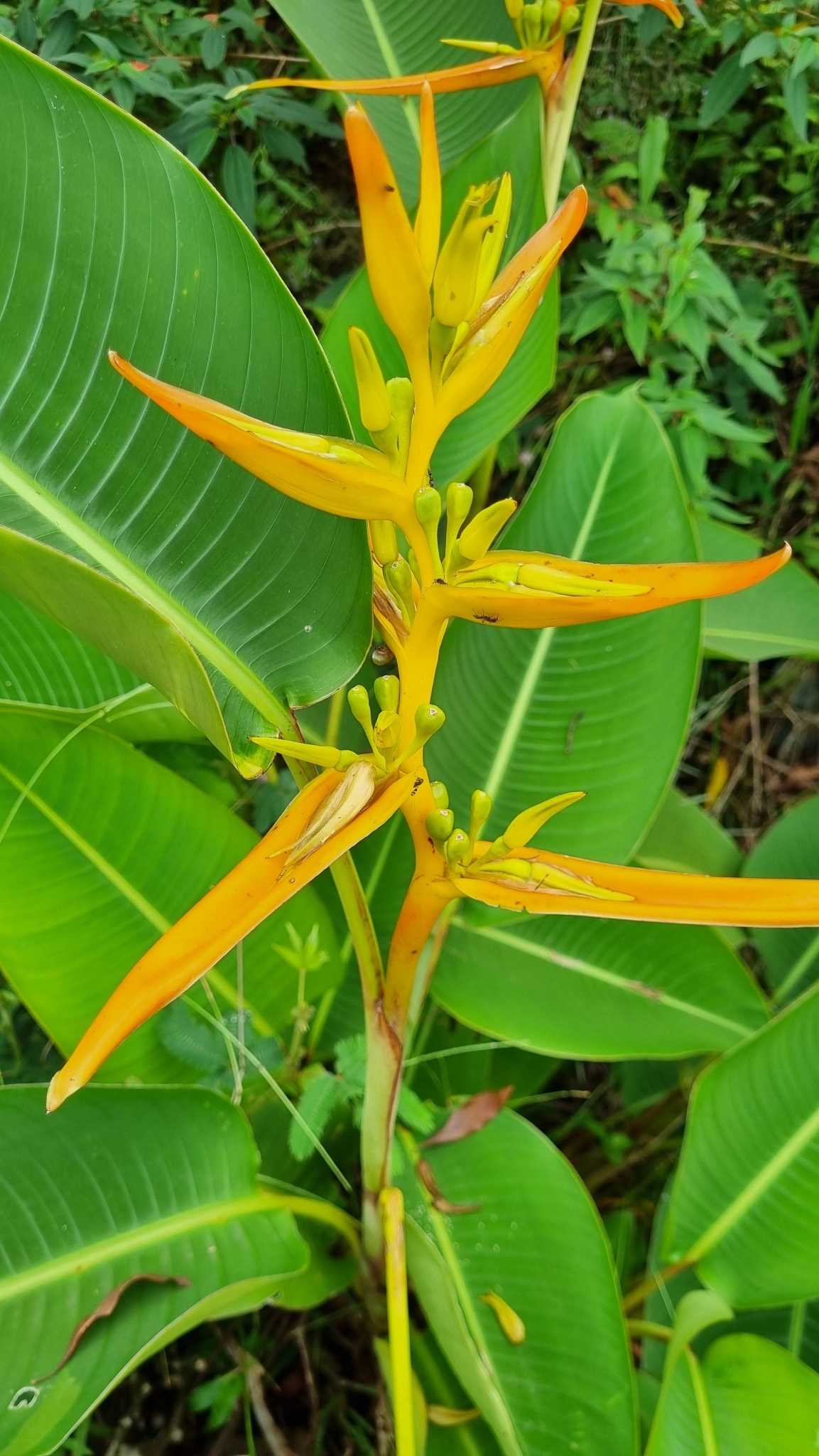 Heliconia pseudoaemygdiana