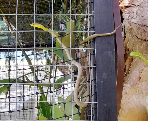 Common Tree Snake sighting