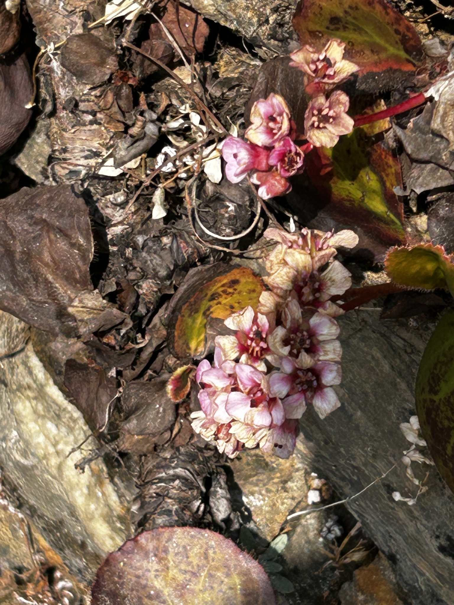 Chinese Bergenia (Bergenia pacumbis)