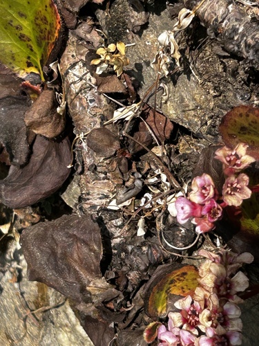 Bergenia pacumbis, photograph 6