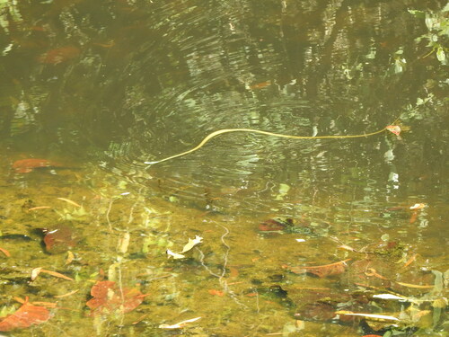 Common Tree Snake sighting