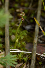 Botrychium minganense