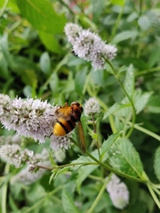 Volucella zonaria