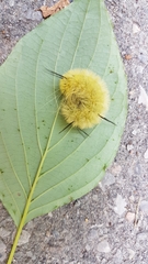 Acronicta americana