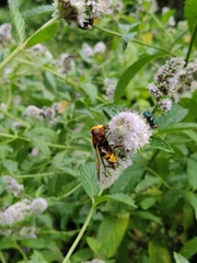 Volucella zonaria