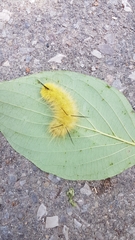 Acronicta americana