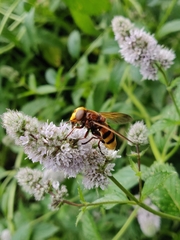 Volucella zonaria
