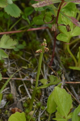 Botrychium minganense