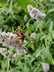 Volucella zonaria
