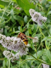 Volucella zonaria