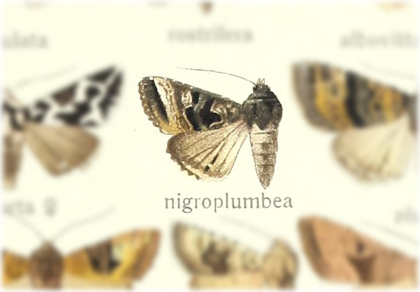 Phlogophora nigroplumbea